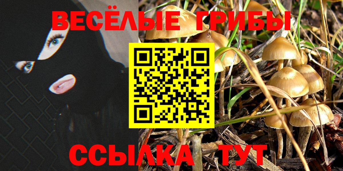 Галлюциногенные грибы Psilocybe Новороссийск